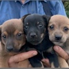3 Welpen in Not klein
